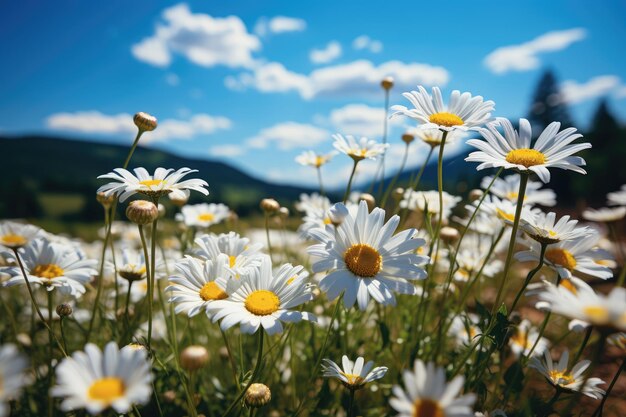 Field of white and yellow daisies under the sun generative IA