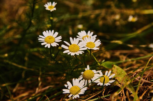 Photo a field of wild flowers with a blurry background