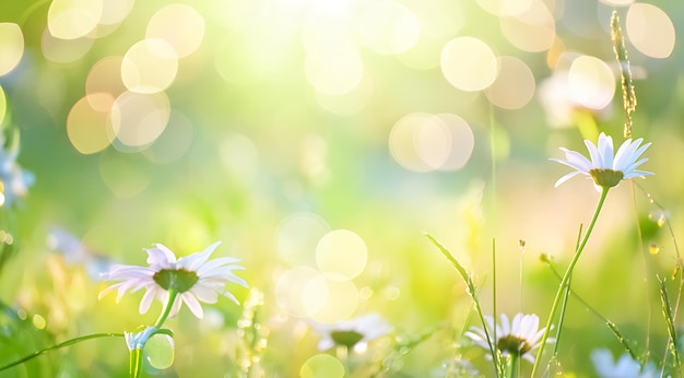 Photo a field of wild flowers with the sun shining through the grass