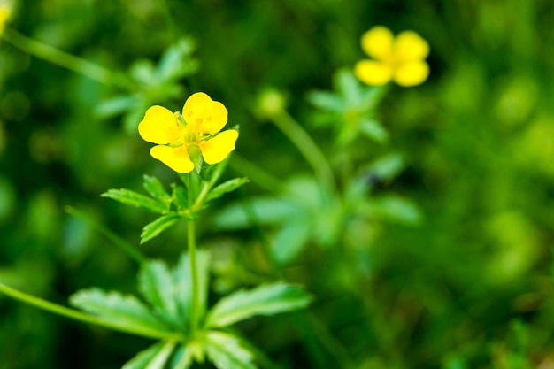 Field or wild small flower of yellow color on a green background