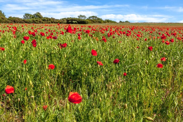 Field of wind blown Poppies in Sussex