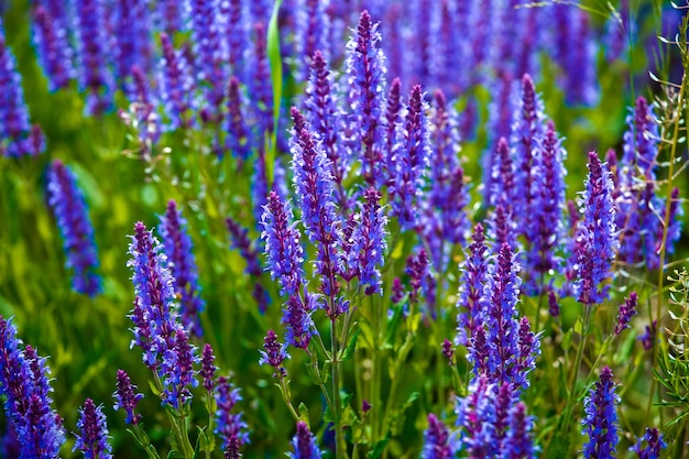 Field with beautiful lupine flowers