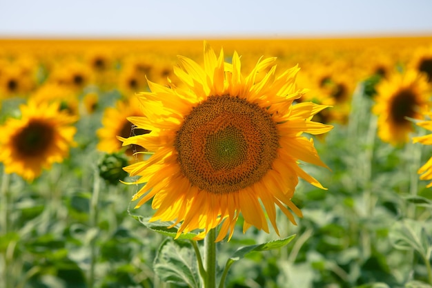 Field with a blooming sunflower in Eastern Europe