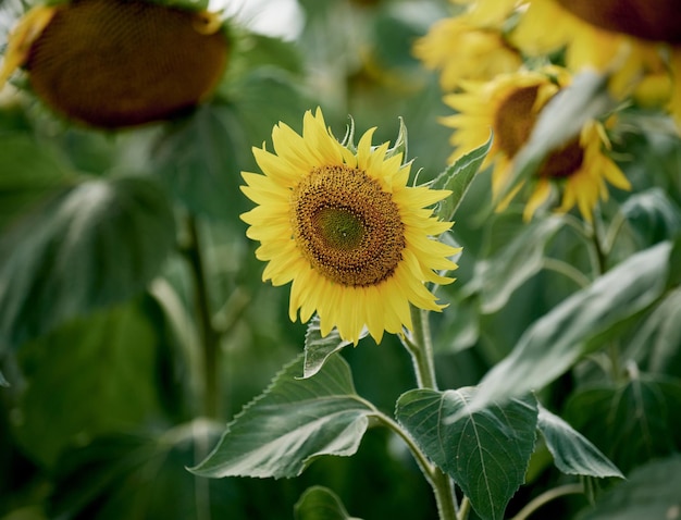 Field with blooming sunflowers on a summer day