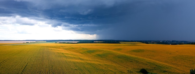 A field with blooming sunflowers at sunset