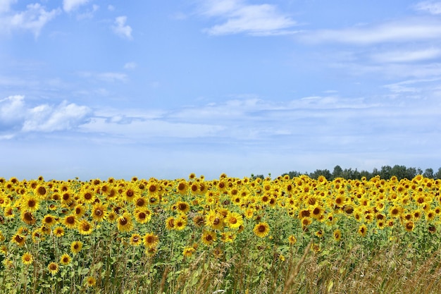 A field with blooming yellow sunflowers and a beautiful blue sky with clouds