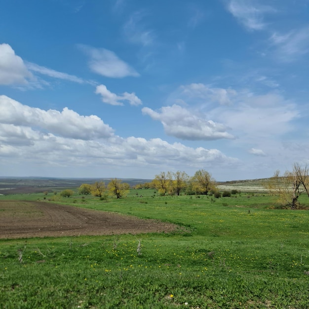 A field with a blue sky and a field with yellow flowers and a few trees.