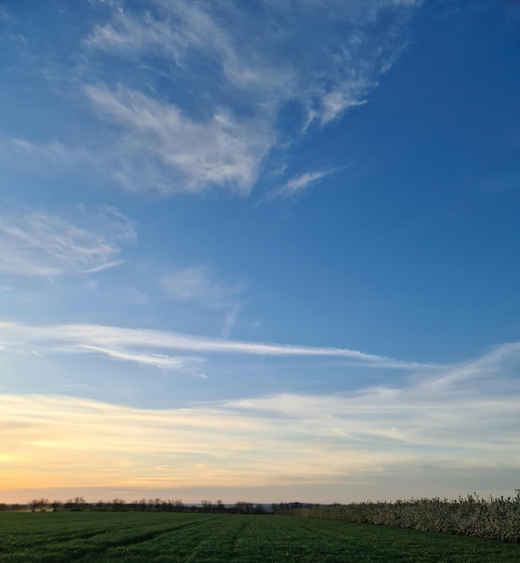 A field with a blue sky and some clouds