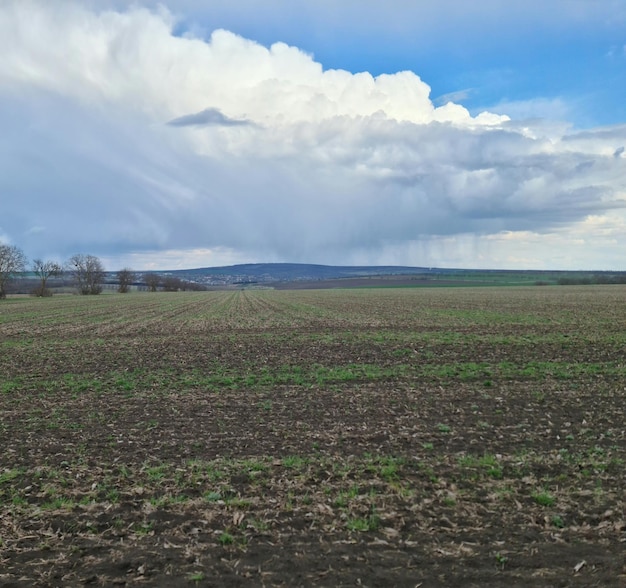 A field with a blue sky and a white cloud