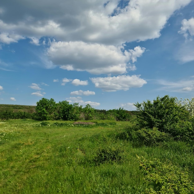 A field with a blue sky and white clouds