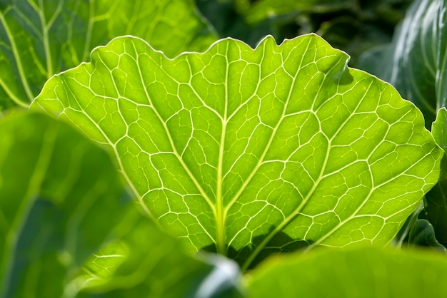 Field with cabbage during the growing of vegetable harvest agricultural activity for growing cabbage food