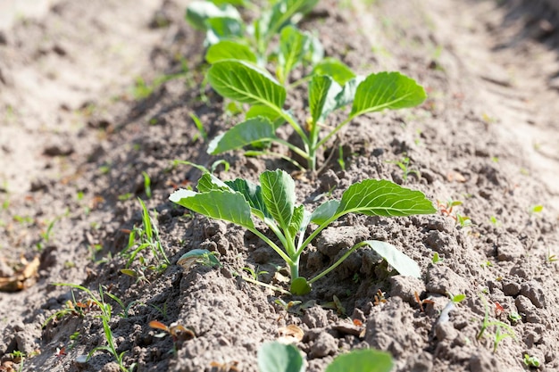 Field with cabbage