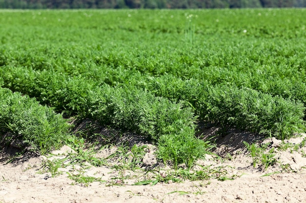 Field with carrot