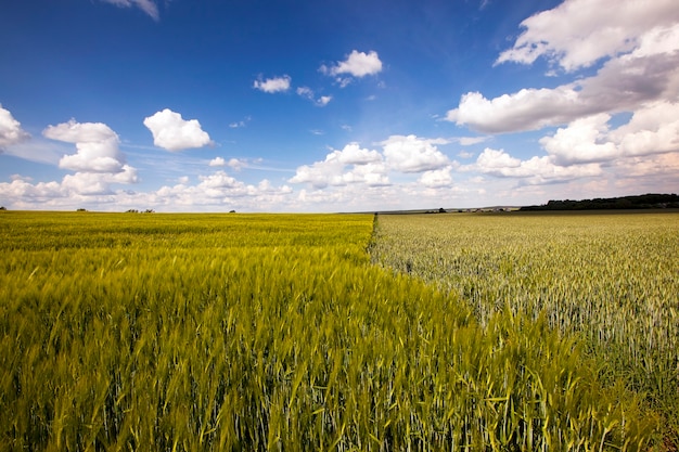 Field with cereals - an agricultural field on which grow up cereals