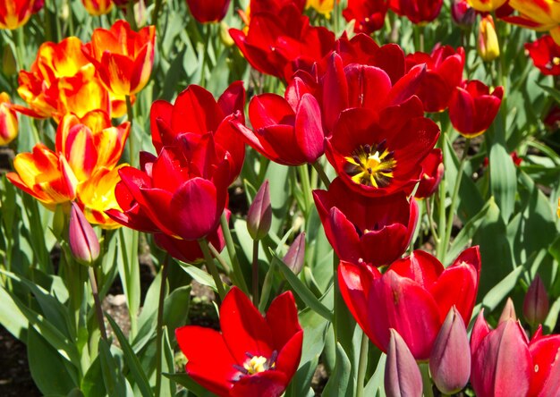 field with colored tulip