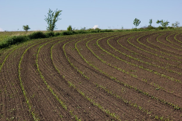 field with corn in spring Parposts of plants began to grow in a straight line Field of an agricultural enterprise