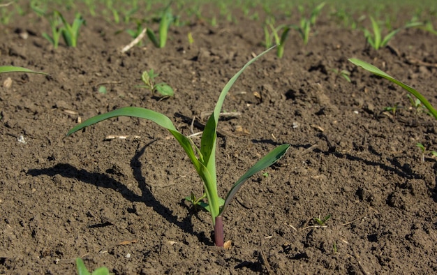 Photo field with corn in spring parposts of plants began to grow in a straight line field of an agricultural enterprise