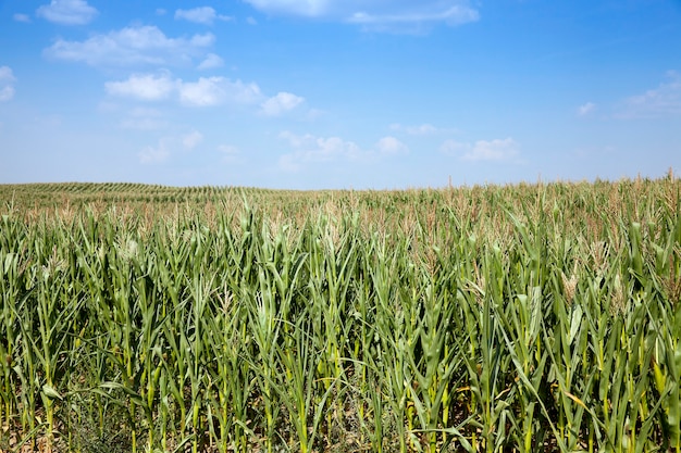 Field with corn