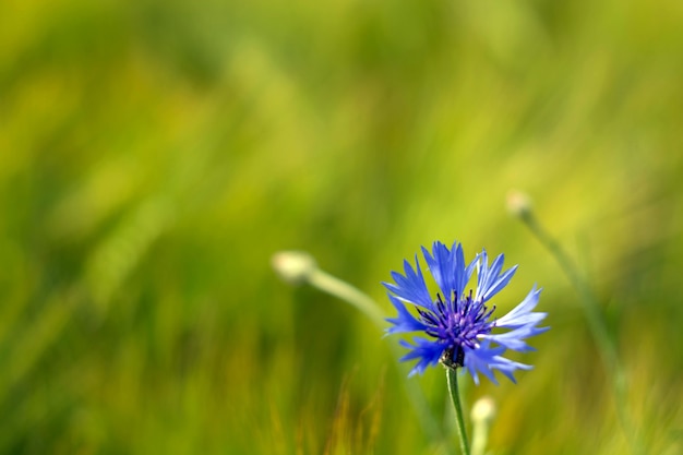 A field with cornflowers and other wildflowers.