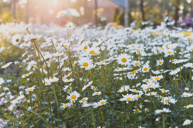 field with daisies flowers in summer and spring  