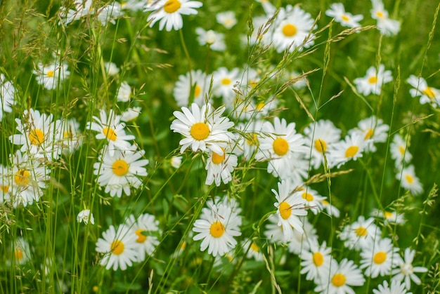 Field with daisies. Flowers in the village.