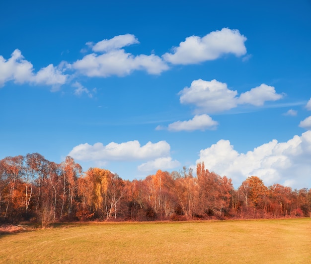 Field with Fall forest behiund