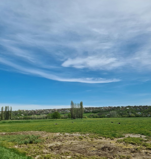 A field with a few trees and a blue sky with clouds