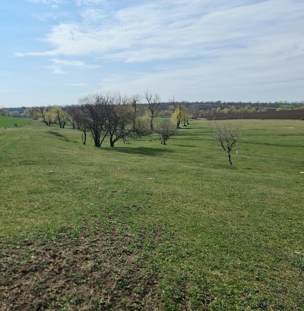 A field with a few trees and a blue sky