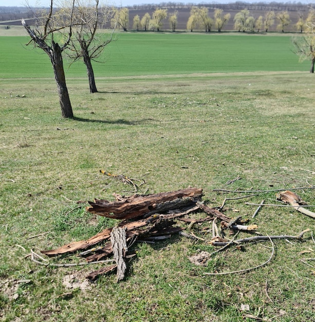 A field with a few trees and a field with a few trees in the background.