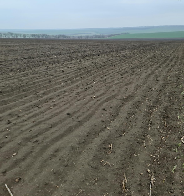 A field with a field that has a few small plants on it