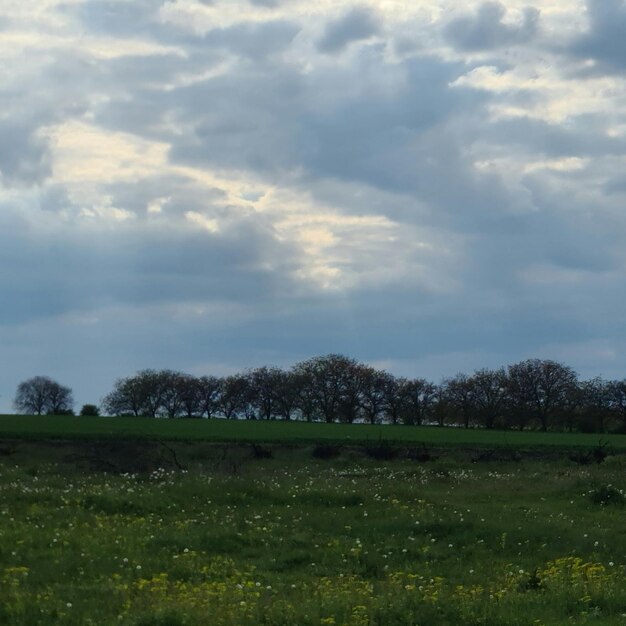 A field with a field and trees with a cloudy sky in the background.