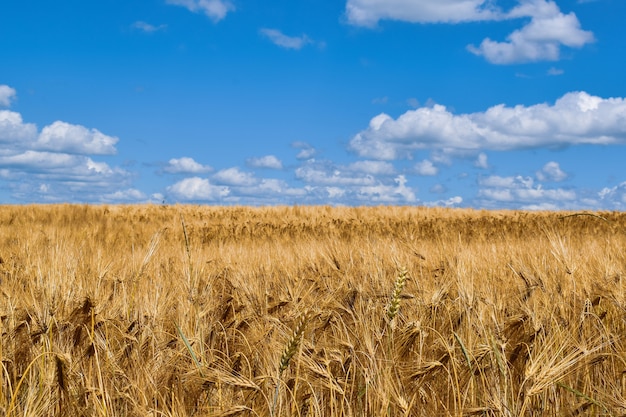 field with golden ears and blue sky on the horizon, farm motives, bread field