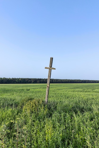 A field with a grain harvest and a wooden religious cross