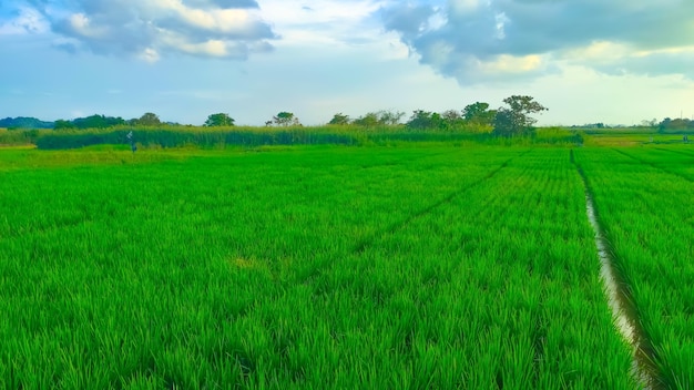 a field with a green field and trees in the background