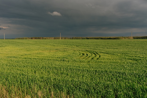 Field with green grass in the countryside