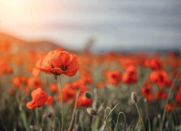 Field with green grass and red poppies against the sunset sky beautiful field red poppies with