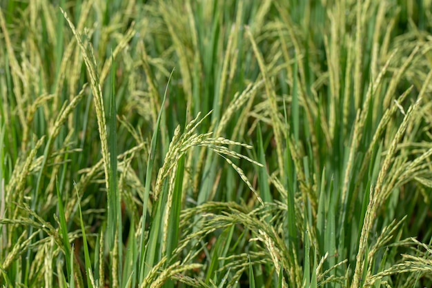 Field with green rice stalks Ubud Bali Indonesia Close up green rice terraces