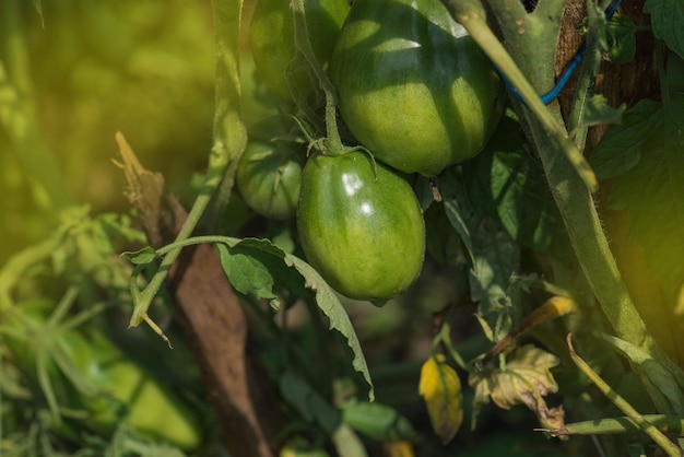 Field with green tomatoes Bio garden with tomatoes plants Unripe tomatoes hanging on the plant