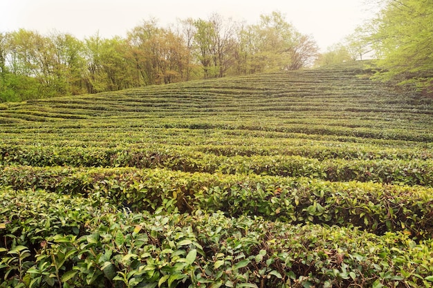 A field with growing green tea the northernmost tea plantation in the world Sochi Russia