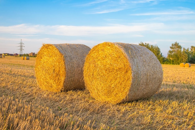 Field with haystacks after the harvest in the village at sunset timeBerezaBrestskaya districtBelarus