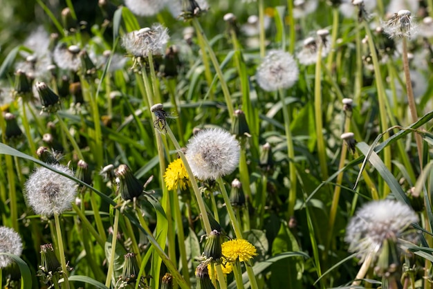 A field with a large number of dandelions in the summer