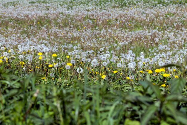 A field with a large number of dandelions in the summer