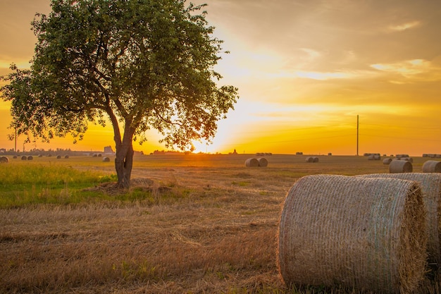 Field with lonely tree and haystacks after the harvest in the village at sunset timeBerezaBrestskaya districtBelarus