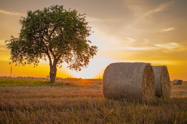 Field with lonely tree and haystacks after the harvest in the village at sunset timeBerezaBrestskaya districtBelarus