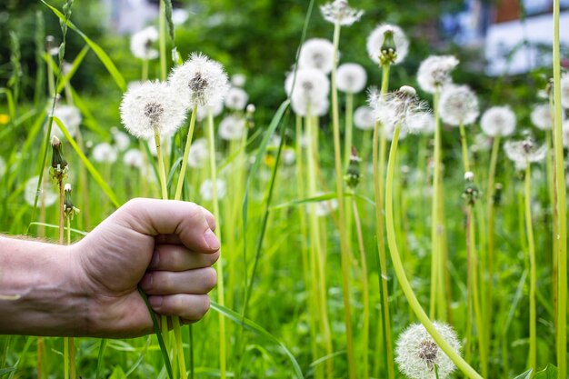 Field with lots of white dandelions and hand is holding two flowers