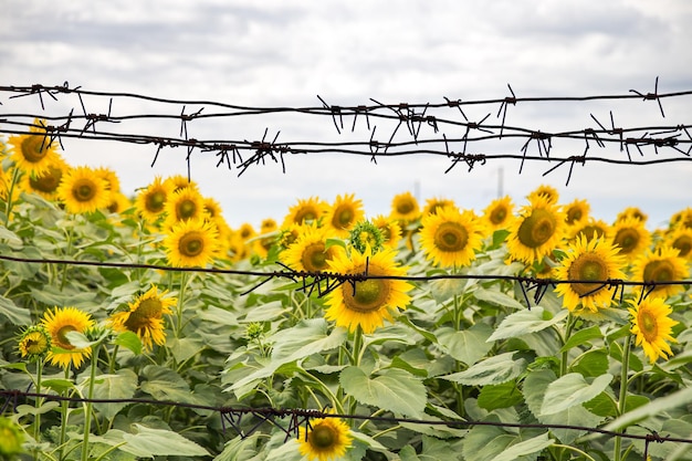 Field with many Sunflowers behind barbed wire