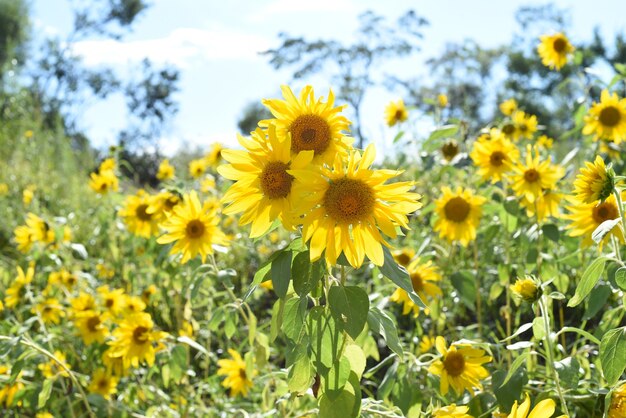 Field with many sunflowers without people