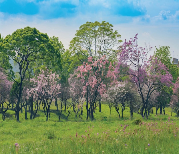 Photo a field with many trees and flowers and a sky background