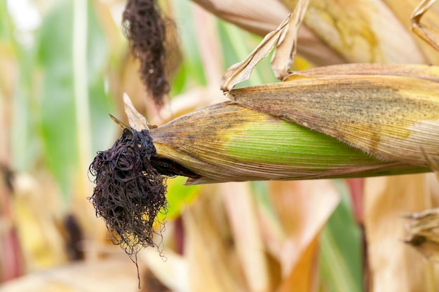 Field with mature corn