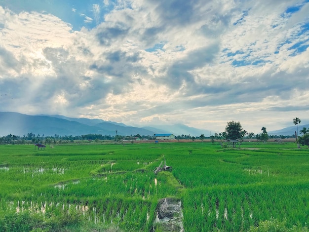 A field with a mountain in the background